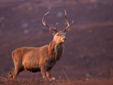Red Deer Stag Portrait, Scotland, Inverness-Shire Stampa fotografica di Niall Benvie Red Deer Stag Portrait, Scotland, Inverness-Shire Stampa fotografica di Niall Benvie