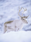 Reindeer Stag in Winter Snow (Rangifer Tarandus) from Domesticated Herd, Scotland, UK Posters par Niall Benvie