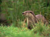 European Otter (Lutra Lutra), Otterpark Aqualutra, Leeuwarden, Netherlands, Europe Poster von Niall Benvie