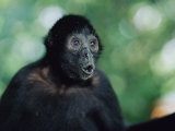 Spider monkey Stampa fotografica di Anup Shah Spider monkey Stampa fotografica di Anup Shah