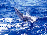 Leaping Clymene Dolphins, Gulf of Mexico, Atlantic Ocean Prints by Todd Pusser