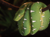 Emerald Tree Boa (Corallus Canina), Ecuador, Amazon, South America Posters par Pete Oxford