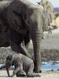 African Elephant Female Helping Baby (Loxodonta Africana) Etosha National Park, Namibia Posters par Tony Heald