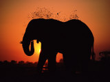 African Elephant Dusting Itself at Dusk, Chobe National Park, Botswana, Southern Africa Posters by Tony Heald