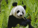 Lynn M. Stone - Giant Panda Feeding, Qionglai Mtns, Sichuan, China - Resim Lynn M. Stone - Giant Panda Feeding, Qionglai Mtns, Sichuan, China - Resim