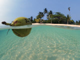 Coconut Floating on Water, Indo-Pacific, Split-Level, Dispersal of Seed Prints by Jurgen Freund