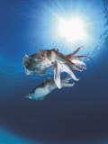 Broadclub Cuttlefish Mating, Sulu-Sulawesi Seas, Indo-Pacific Poster von Jurgen Freund