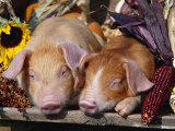 Lynn M. Stone - Domestic Piglets Sleeping, USA - Poster Lynn M. Stone - Domestic Piglets Sleeping, USA - Poster
