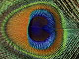 Close-Up of the Eye of a Peacock Feather, (Pavo Cristatus) Pósters por Ashok Jain Close-Up of the Eye of a Peacock Feather, (Pavo Cristatus) Pósters por Ashok Jain