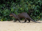 Giant Otter, Guyana Photo by Peter Oxford