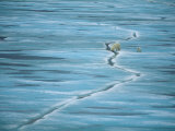 Polar Bear and Cub Cross Crack in Ice, Churchill, Canada Print by Staffan Widstrand