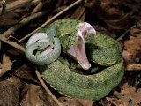 Two Striped Forest Pit Viper Snake with Young, Fangs Open, Amazon Rainforest, Ecuador Posters par Pete Oxford