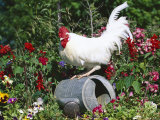 White Dorking Domestic Chicken Rooster / Cock Male, in Garden, USA Affiche par Lynn M. Stone