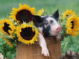 Lynn M. Stone - Mixed-Breed Piglet in Basket with Sunflowers, USA Plakáty Lynn M. Stone - Mixed-Breed Piglet in Basket with Sunflowers, USA Plakáty
