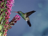 Broad Billed Hummingbird (Cynanthus Latirostris) Az, USA Madera Canyon, Arizona Photo by Mary Mcdonald
