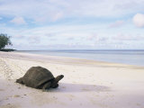 Aldabra Tortoise on Beach, Picard Island, Aldabra, Seychelles Fotografía por Pete Oxford