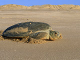 Green Turtle Returns to Sea after Laying Eggs, Ras Al Junayz, Oman Posters par Jurgen Freund