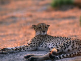 Cheetah Resting, Okavango Delta, Botswana Poster by Pete Oxford