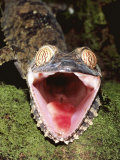 Leaf Tailed Gecko with Open Mouth, Nosy Mangabe Reserve, Madagascar Poster by Pete Oxford