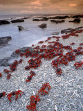 Christmas Island Red Crabs, on the Shore, Indian Ocean, Australia Prints by Jurgen Freund