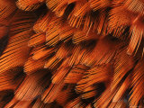 Close-Up of Plumage of Male Pheasant Stampa fotografica di Niall Benvie Close-Up of Plumage of Male Pheasant Stampa fotografica di Niall Benvie