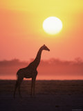 Giraffe Silhouette at Sunset, (Giraffa Camelopardalis) Etosha National Park, Namibia Affiches par Tony Heald