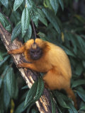 Golden Lion Tamarin Posters par Tony Heald