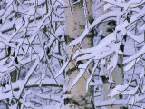 Snow Covered Birch Trees, Bavaria, Germany Posters par Martin Gabriel
