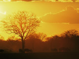 African Buffalo, Feeding at Sunset, Hwange National Park, Zimbabwe Affiches par Pete Oxford