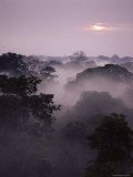 Dawn over Canopy of Tai Forest, Cote D'Ivoire, Photographic Print