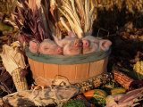 Lynn M. Stone - Domestic Piglets Sleeping in a Wooden Barrel, USA Obrazy Lynn M. Stone - Domestic Piglets Sleeping in a Wooden Barrel, USA Obrazy