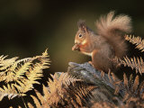 Red Squirrel in Autumn, Scotland, UK Strathspey Stampa fotografica di Pete Cairns