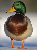 Mallard Drake Portrait Standing on Ice, Highlands, Scotland, UK Poster par Pete Cairns