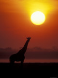 Giraffe Silhouetted at Sunset, (Giraffa Camelopardalis) Namibia Etosha National Park Prints by Tony Heald