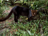 Jaguarundi, Ecuadorian Amazon Ecuador Prints by Peter Oxford