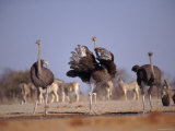 Ostrich Male and Female Courtship Behaviour (Struthio Camelus) Etosha National Park, Namibia Pósters por Tony Heald Ostrich Male and Female Courtship Behaviour (Struthio Camelus) Etosha National Park, Namibia Pósters por Tony Heald