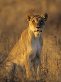 Lioness at Sunrise (Panthera Leo) Kalahari Gemsbok National Park South Africa Prints by Tony Heald