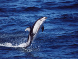 Pacific White Sided Dolphin Tail Walking, Monterey Bay USA Poster by Todd Pusser