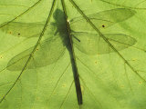 Emperor Dragonfly, Silhouette Seen Through Leaf, Cornwall, UK Prints by Ross Hoddinott