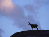 Chamois (Rupicapra Rupicapra) Silhouetted, Gran Paradiso National Park, Italy Posters by Tim Edwards