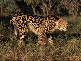 King Cheetah (Acinonyx Jubatus), De Wildt Game Park, South Africa Posters par Tony Heald
