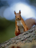 Red Squirrel on Tree Trunk, Scotland Stampa fotografica di Niall Benvie