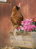 Domestic Chicken, Americana Breed, USA Posters by Lynn M. Stone