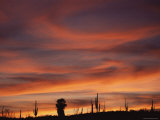 Cardon Cactus and Palm Tree Silhouette at Sunset, Baja California, Mexico Photo by Jurgen Freund