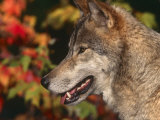 Grey Wolf, Head Profile, Montana, USA Print by Lynn M. Stone