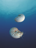 Pearly Nautilus, Sulu-Sulawesi Seas, Indo-Pacific, Fills Shell to Sink and Expells Water to Rise Posters by Jurgen Freund Pearly Nautilus, Sulu-Sulawesi Seas, Indo-Pacific, Fills Shell to Sink and Expells Water to Rise Posters by Jurgen Freund