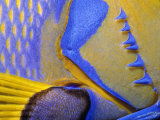 Queen Angelfish Close-Up of Gills and Pectoral Fin, Bahamas, Caribbean Poster by Jeff Rotman