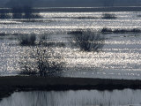 Sunlight on Flooded Wetlands in Spring, Biebrzanski National Park, Poland Posters par Artur Tabor