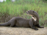 Giant Otter, Guyana Prints by Pete Oxford