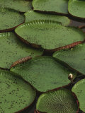 Royal Water Lily Leaves, World's Largest Lily, Brazil Posters by Staffan Widstrand
